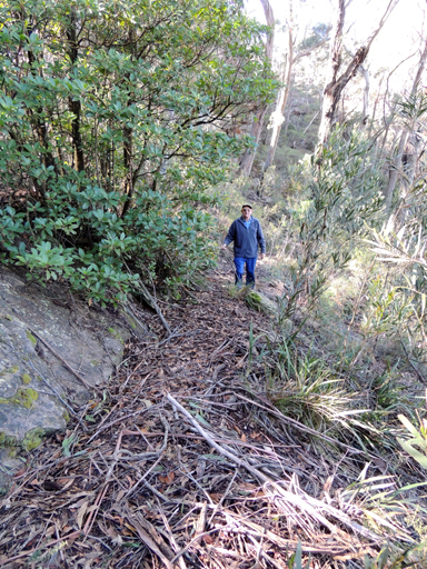  - Undercliff Track